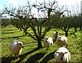 Inquisitive Sheep, Harts Green Farm