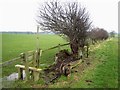 Stile and hedgerow