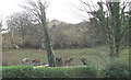 Ponies on the slope opposite the up bus stop at Gyrn Goch