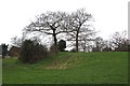 Motte & Bailey, Flitwick