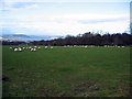 NH7043 : Sheep at Lower Muckovie by John Allan