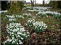 Snowdrops at Lethame House