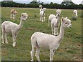 SP4770 : Alpacas near Thurlaston village by johnB