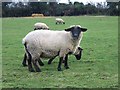 Inquisitive sheep