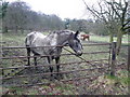 Horses in field adjoining Overton Hall