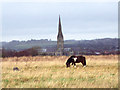 Tethered pony with Salisbury Cathedral in the distance