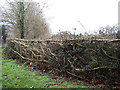 Laid hedge on Clarendon Road