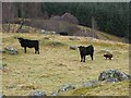 Cattle, Clunskea