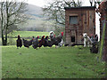 NY3239 : Lamb and chickens, Caldbeck by Andrew Smith