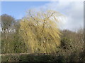 Willow in the breeze