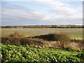 Reclaimed saltmarsh.