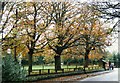 Horse chestnuts lining the road at Daresbury Village