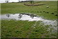 Waterlogged Field, Baysdale