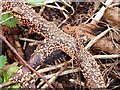 Orange fungus