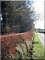 Well trimmed hedge