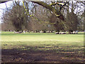 Sheep sheltering near Grovely Lodge