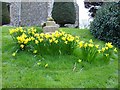 Daffs in Hernhill churchyard