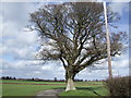 Solitary oak