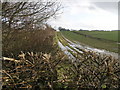 Footpath and Hedge