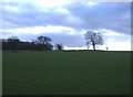 Trees in silhouette, near Pant-teg