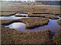 NT6380 : Salt Marsh, Tyninghame by Dr Duncan Pepper