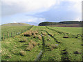 Fields at Newlands