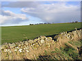 Grazing field