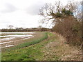 Wet field near Marston Common