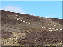 NN8440 : Moorland sheep by Rob Burke