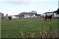 Seleggan Farm and Cattle