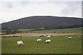 Grazing sheep by Corrie Farm