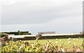 Acres of glass - a commercial nursery at Aberdesach