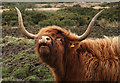 Blackhills Highland cow