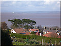 Scots Pine, Somerset