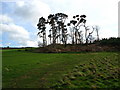 Copse, Ford Hill