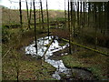 Forest Flooding Near Park Burn