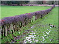 Hedge Near West Lanegate