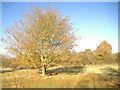 Field Maple, Chigborough Lakes nature reserve