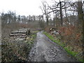 Foxstone Wood - Logging Operation