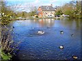 A little quarrel, village pond, Bishopstone, Swindon