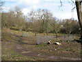 Coppicing, Freeholders Wood