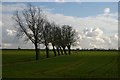 Trees at Cranmer Green