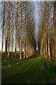 Footpath through copse