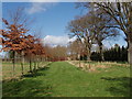 New avenue of trees in a field