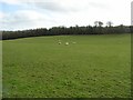 Glenall Townland