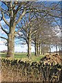 Line of trees in winter