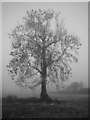 Tree in Freezing Fog