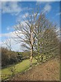 Trees by the roadside at Satley