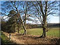 Trees on Broadwood Lane