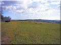 Field Eastwards To Pant-y-Pyllau